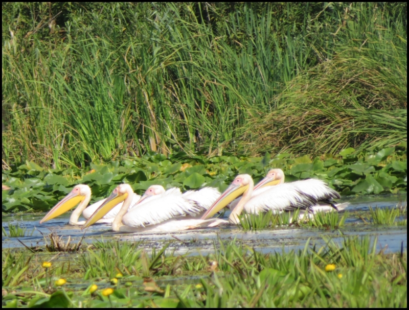 RO, Tulcea: Danube Delta – Mahmudia, a little paradise for birdwatchers ...