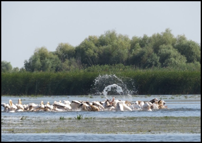 Mahmudia - pelicans fighting fiecely to catch food
