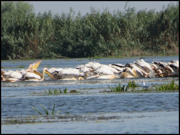 Mahmudia - pelicans gulping the catch