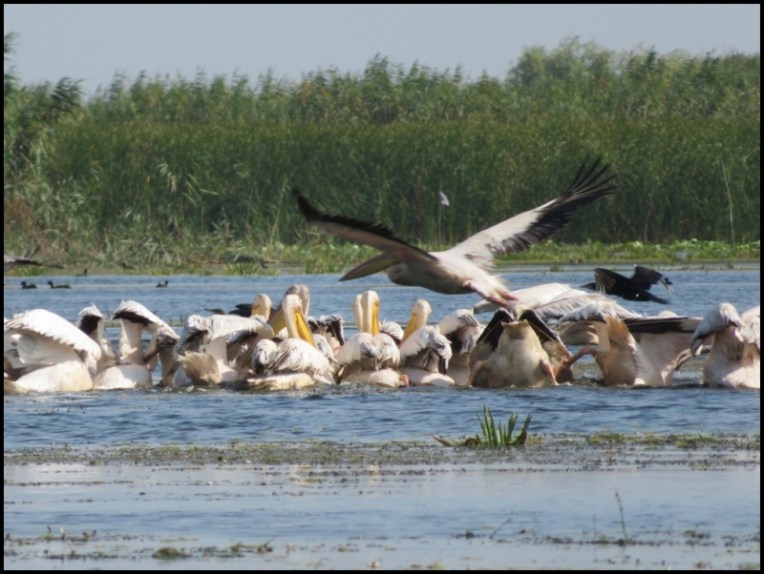 Mahmudia - pelicans searching for food
