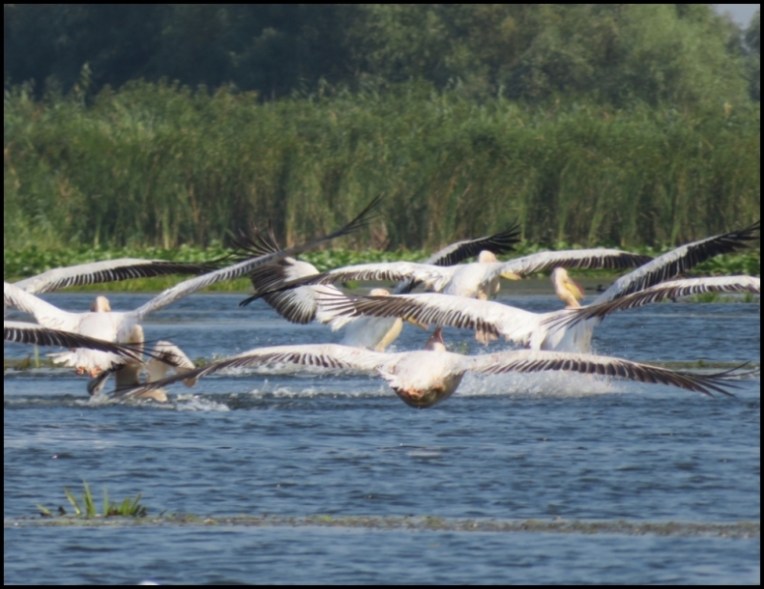 Mahmudia - pelicans taking off
