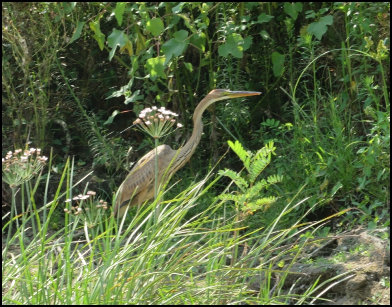 RO, Tulcea: Danube Delta – Mahmudia, a little paradise for birdwatchers ...
