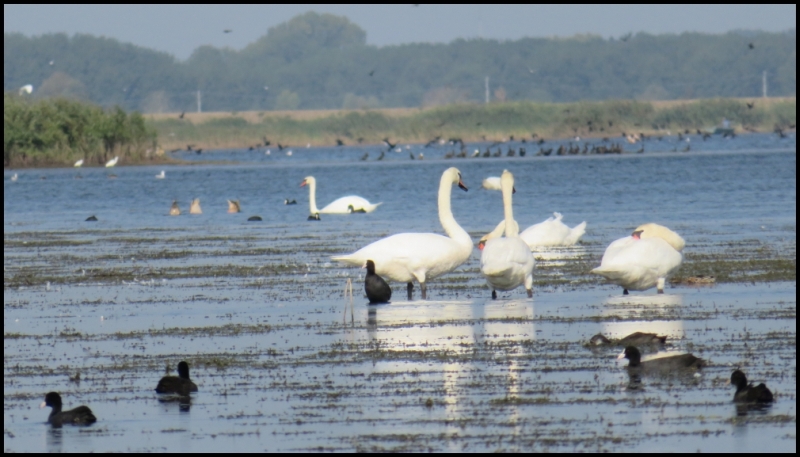 Mahmudia - Swans, Eurasian coots, ducks