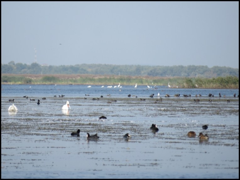 Mahmudia - The little paradise of all birds