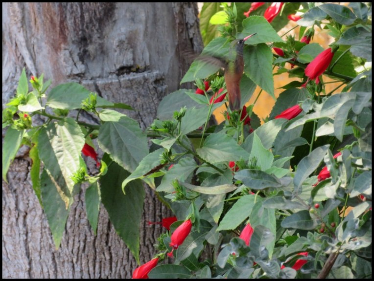 Lima - Amazilia hummingbird