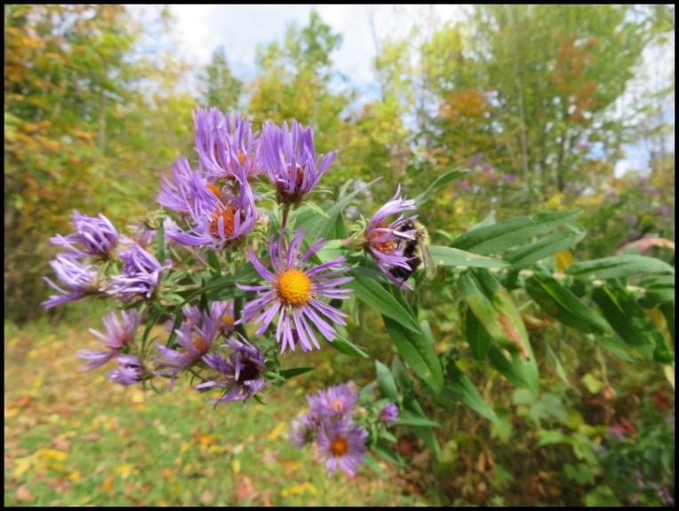 Bumblebee feeding from a sea aster flower