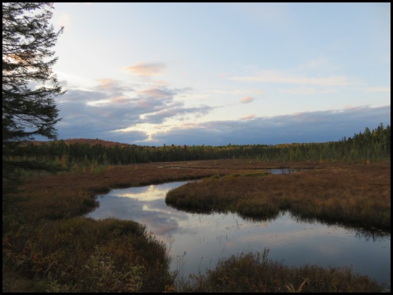 Spruce Bog Boardwalk