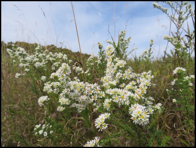 White aster