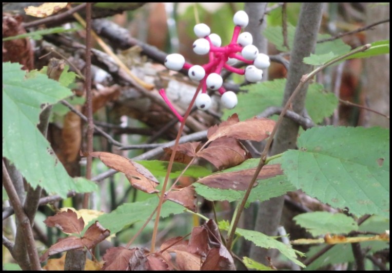 White baneberry