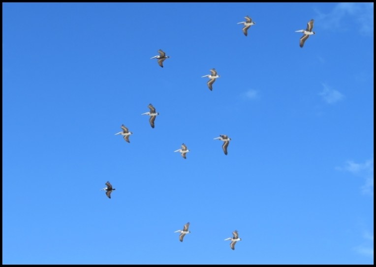 Watching the pelicans