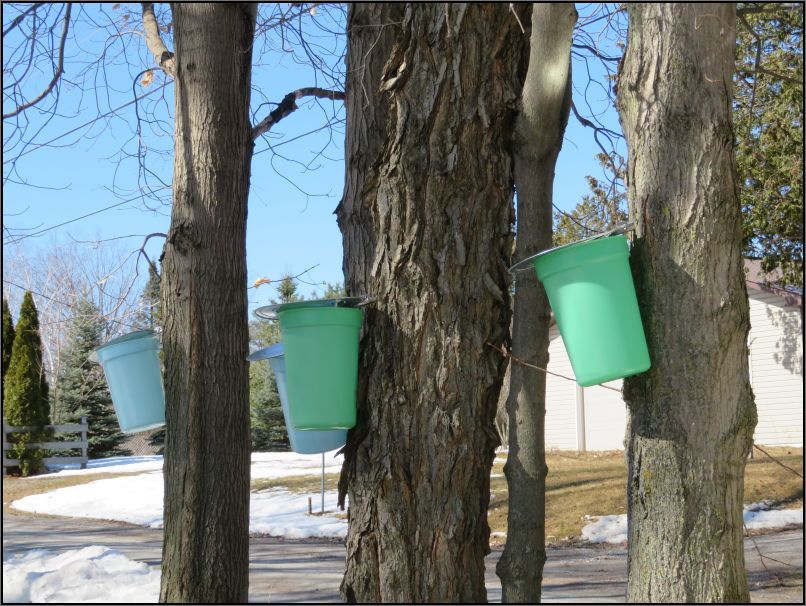 Harvesting maple sap
