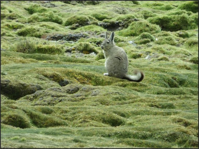 viscacha