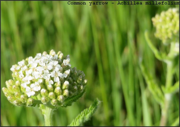 Common yarrow - Achillea millefolium