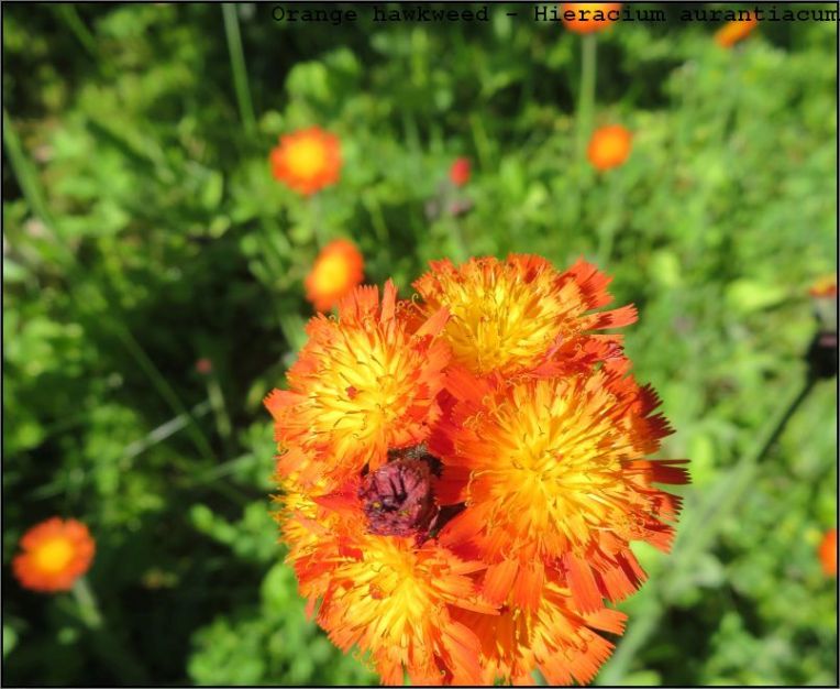 Orange hawkweed - Hieracium aurantiacum