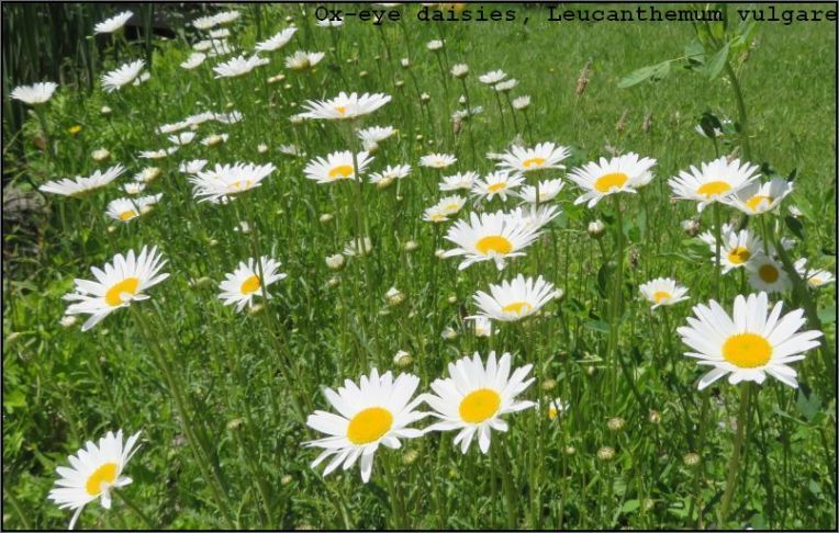 Ox-eye daisies - Leucanthemum vulgare