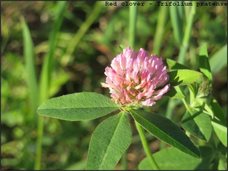 Red clover - Trifolium pratense