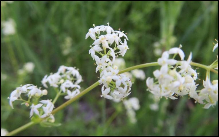 White wild flower