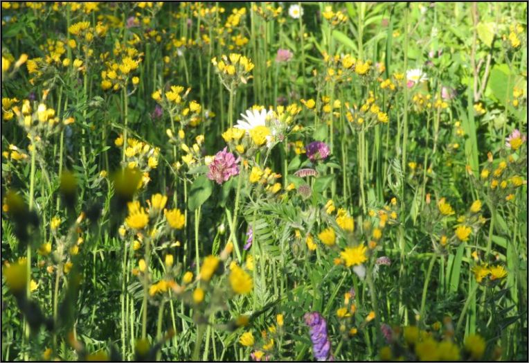 Field with Yellow hawkweed (Pilosella caespitosa) and Cow vetch (Vicia cracca) and Wild daisies and Red clover