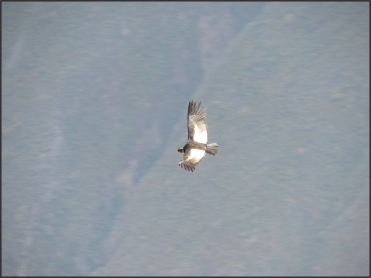 Colca Canyon, Mirador Cruz del Condor - Condor, adult soaring the canyon