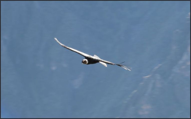 Colca Canyon, Mirador Cruz del Condor - Condor, adult