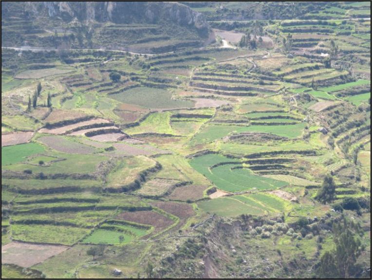Colca Valley - terraced fields