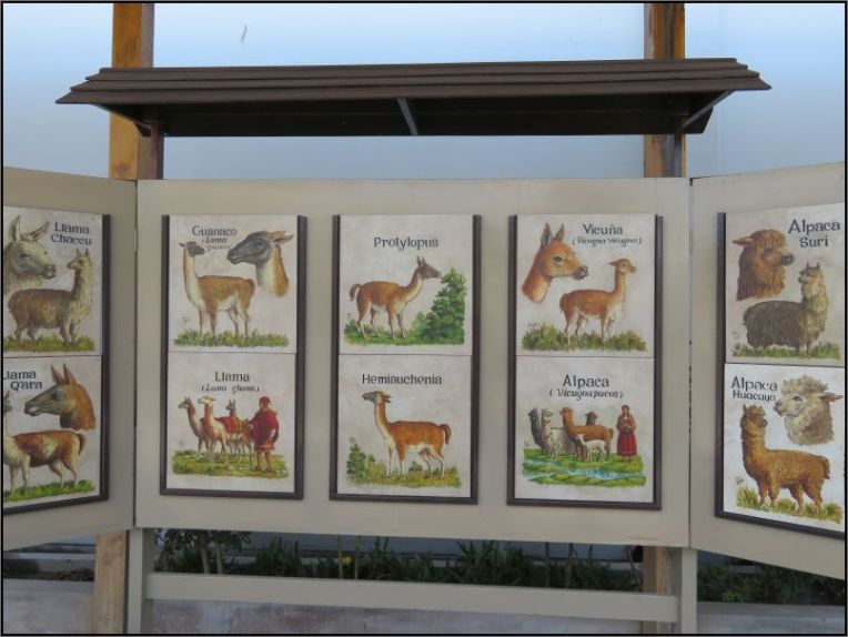 Camelids living in Peru