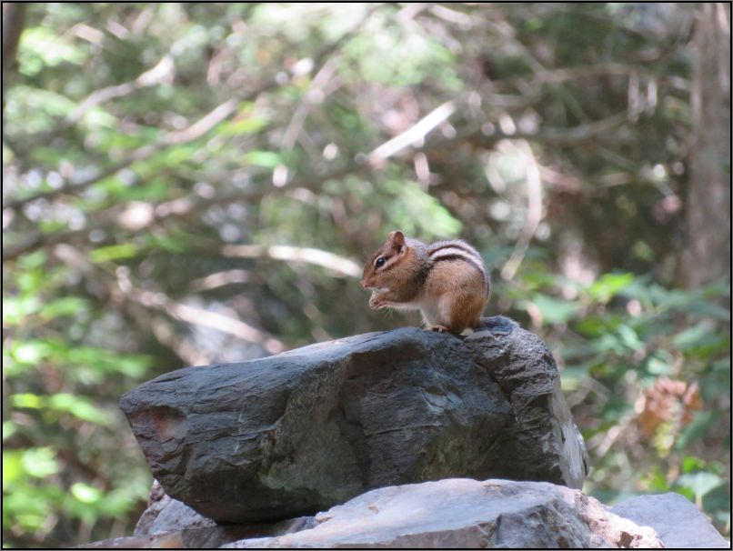 Killarney park PP - The Crack trail, chipmunk eating his lunch