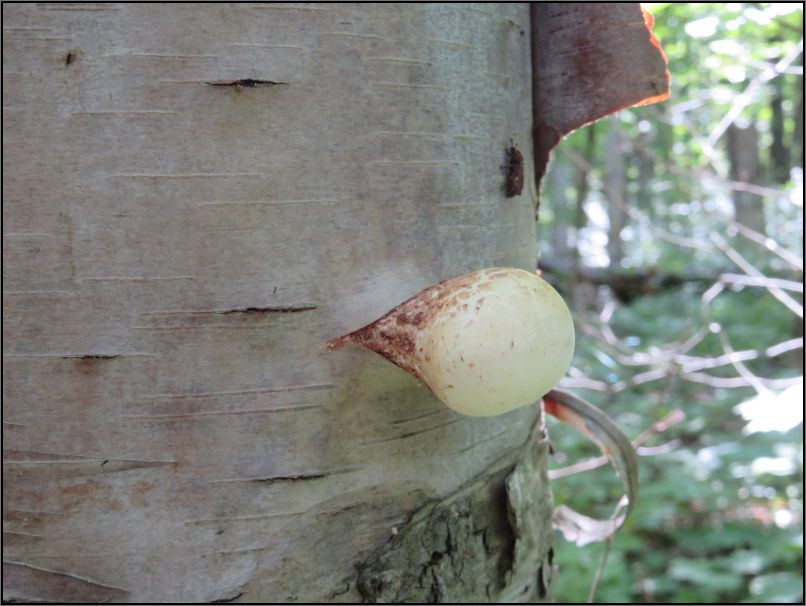 Killarney PP, The Crack Trail - stump puffball growing on a birch tree