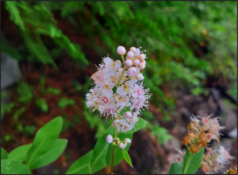 Recolett Falls trail