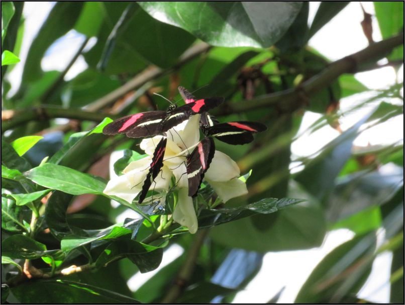 Small postman butterfly