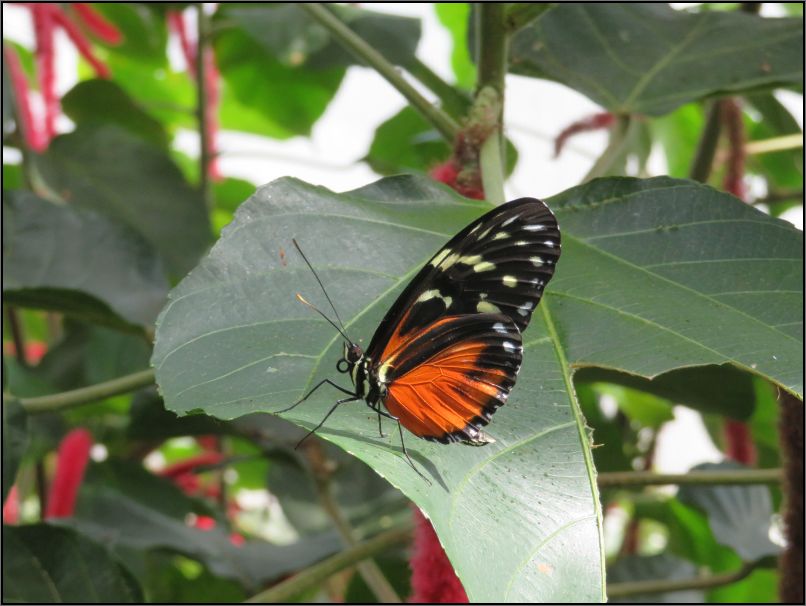 Tiger longwing buterfly