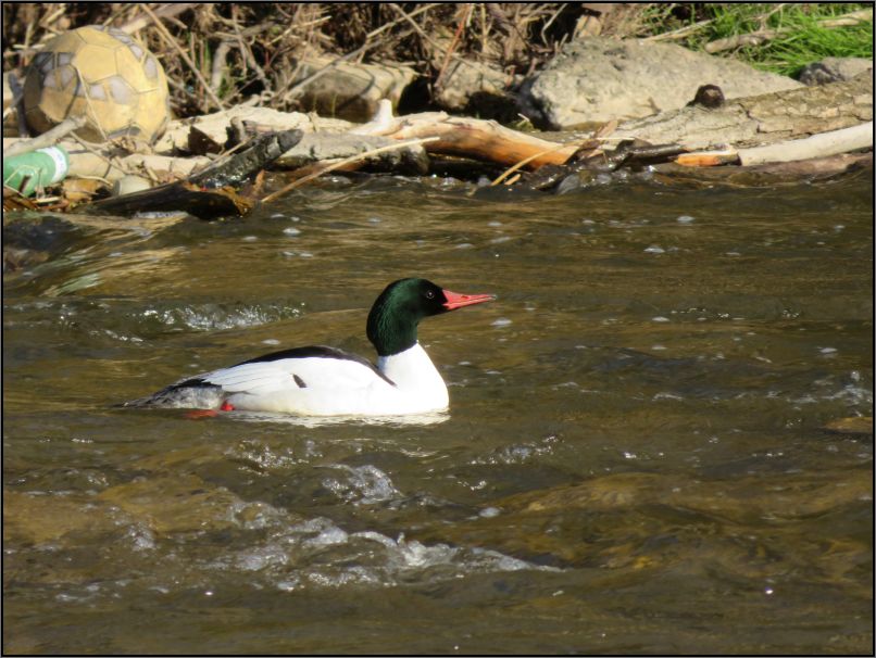 Common merganser