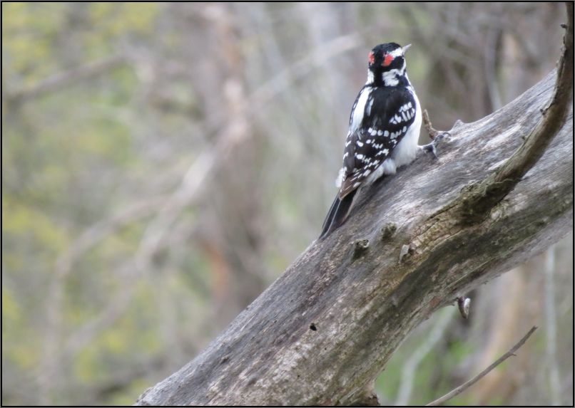 Hairy woodpecker