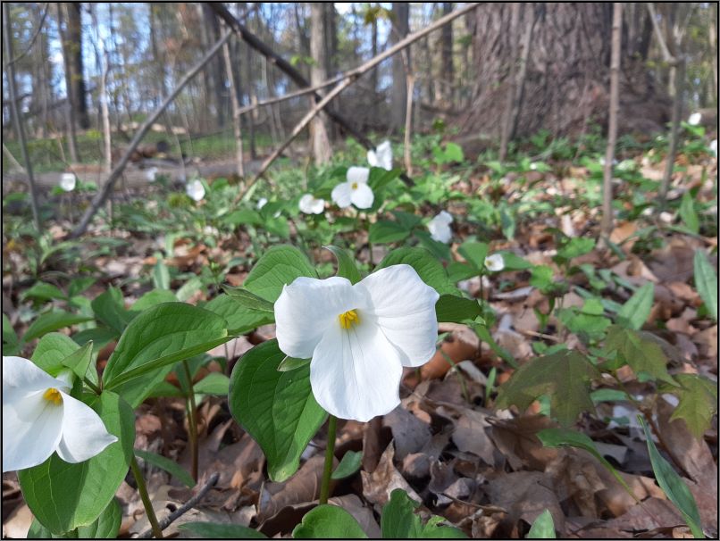 Trillium flowers