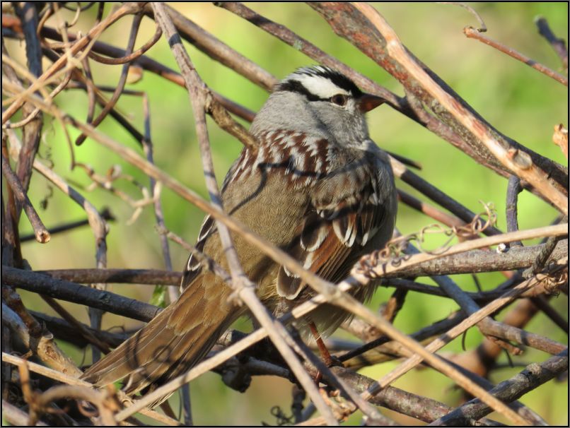 white-crowned sparrow