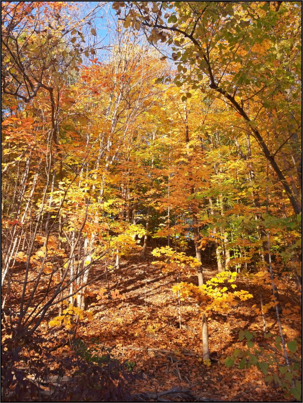 Riverwood Conservancy