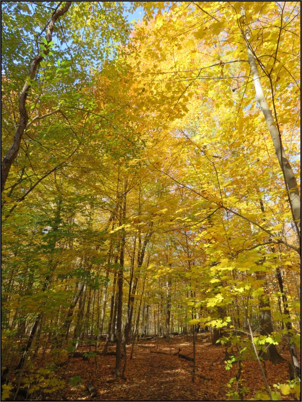 Riverwood Conservancy