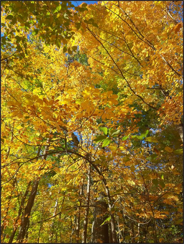 Riverwood Conservancy