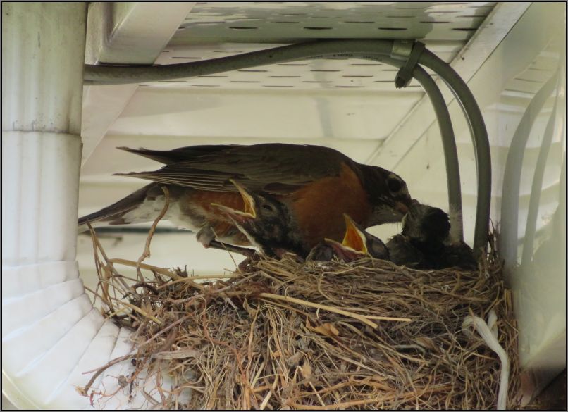 American robin feeding its chicks