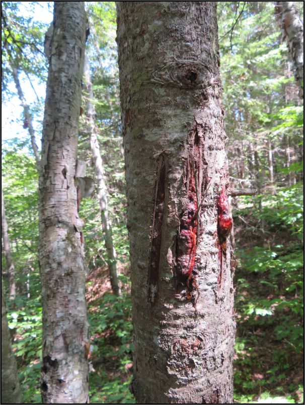 Pukaskwa National Park - White river suspension bridge trail