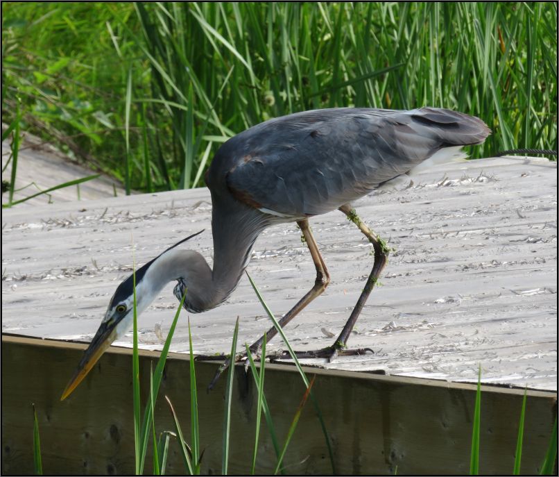 Blue heron