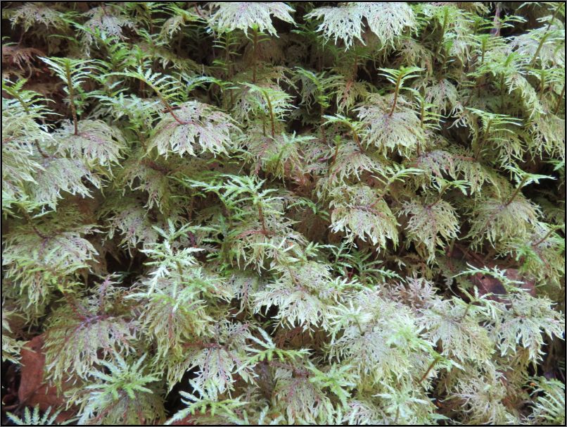 Pukaskwa National Park