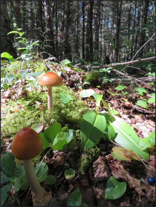 Pukaskwa National Park