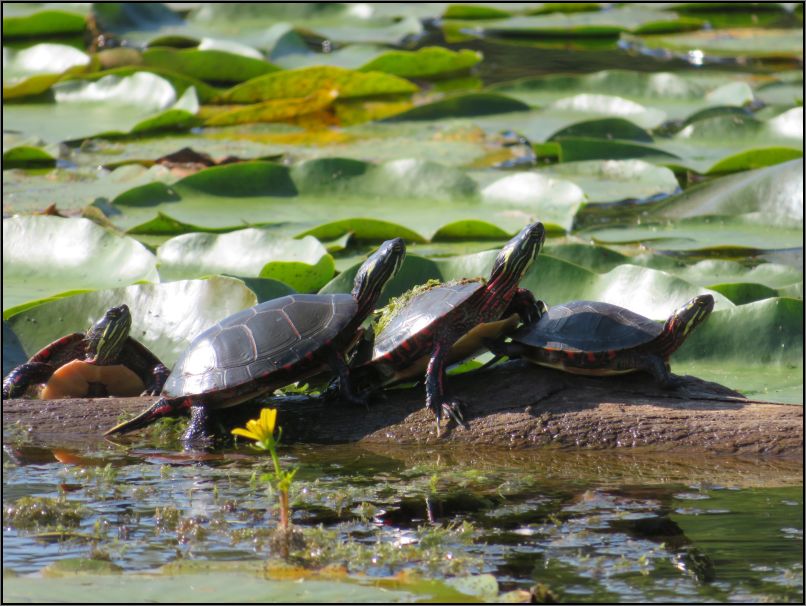Painted turtles