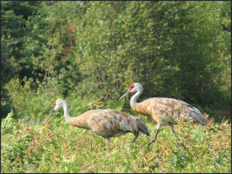 Sandhill cranes