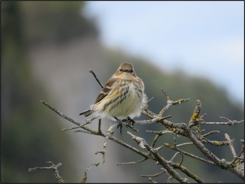 Yellow-rumped Warbler
