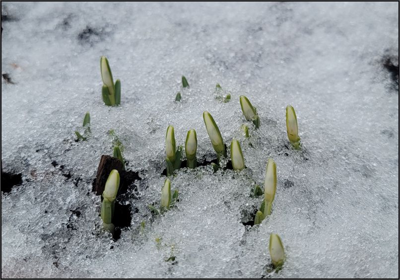 emerging snowdrops