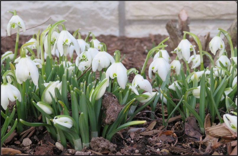 snowdrops