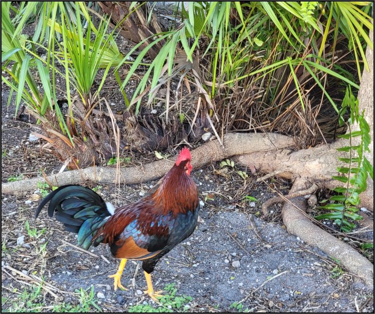 Rooster, Key West