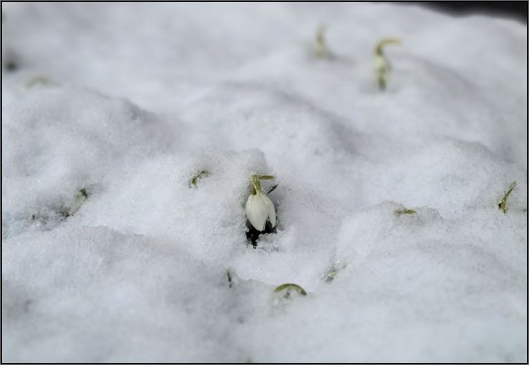 snowdrop